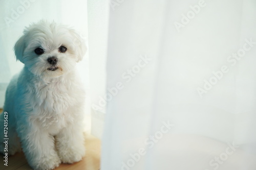 おうちでのんびりする白い子犬