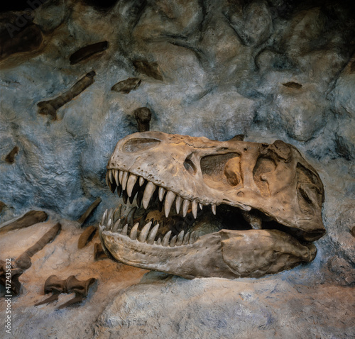 Skeleton head of a dinosaur. Skull. Cave. © A