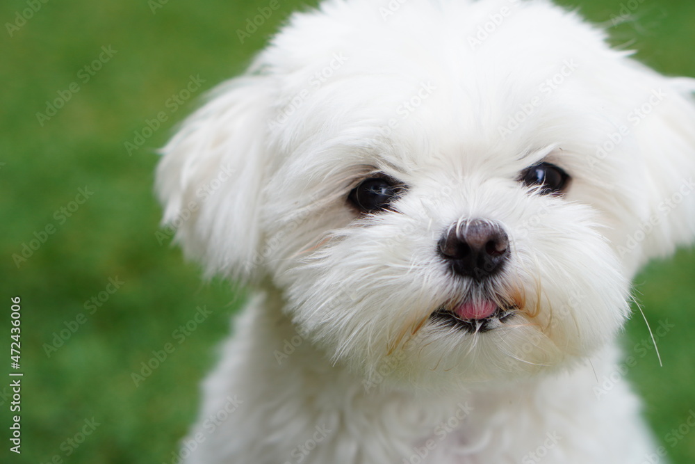 小さな白い子犬 小さな白い子犬