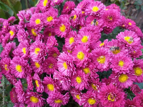 flowers in the garden