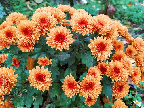flowers in the garden