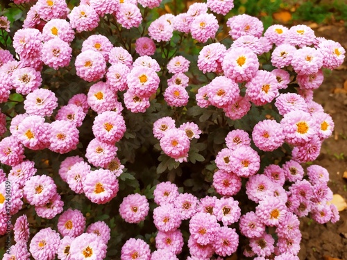 bouquet of chrysanthemums