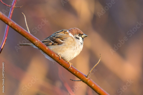 portrait of a sparrow
