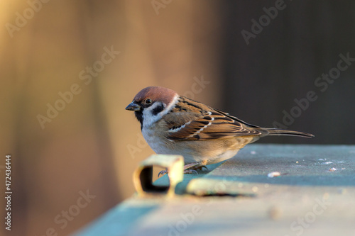 portrait of sparrow