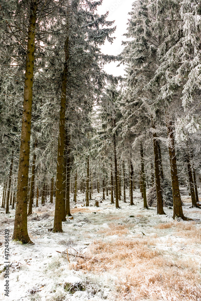 Fototapeta premium Wunderschöne Winterlandschaft auf den Höhen des Thüringer Waldes bei Oberhof - Thüringen