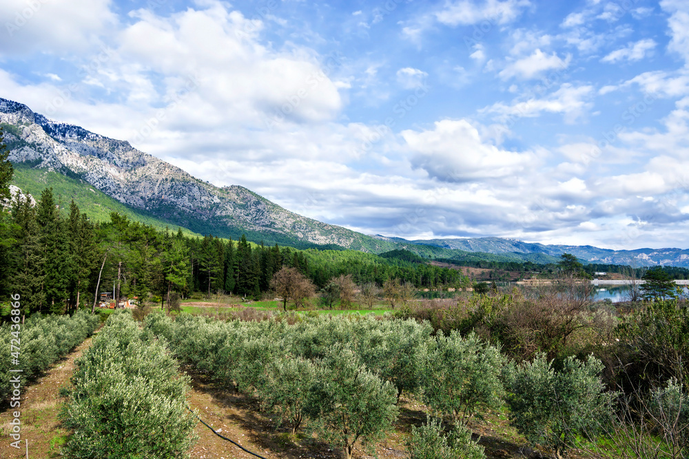 Olive grove with the Taurus mountains in the background in Turkey