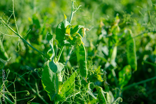 Fresh peas in the field are just ripening.
