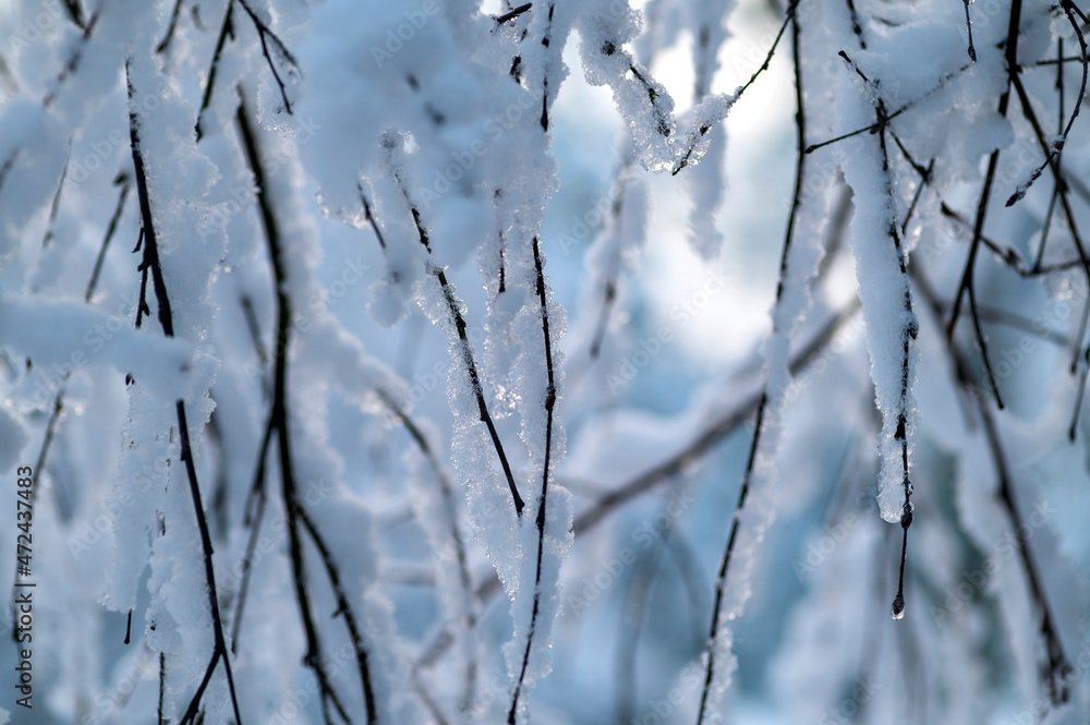 Winter background of tree branches covered with ice and snow.