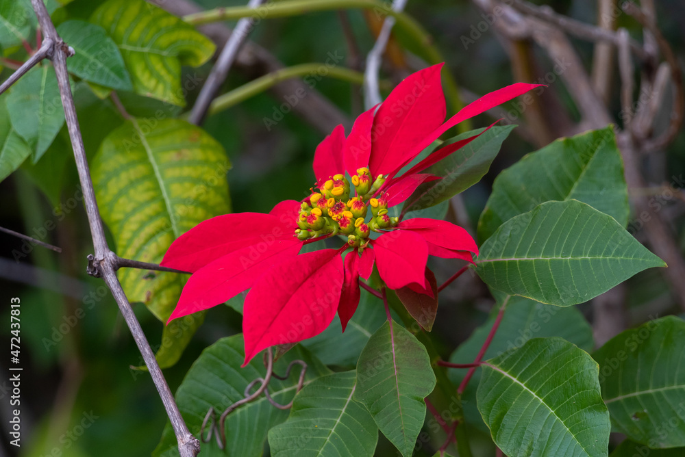 Gorgeous large red Poinsettia tree that blooms in December outdoors in Israel
Gorgeous large red Poinsettia tree that blooms in December outdoors in Israel