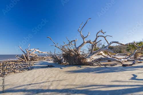 Bare tree and driftwood on the beach © Martina
