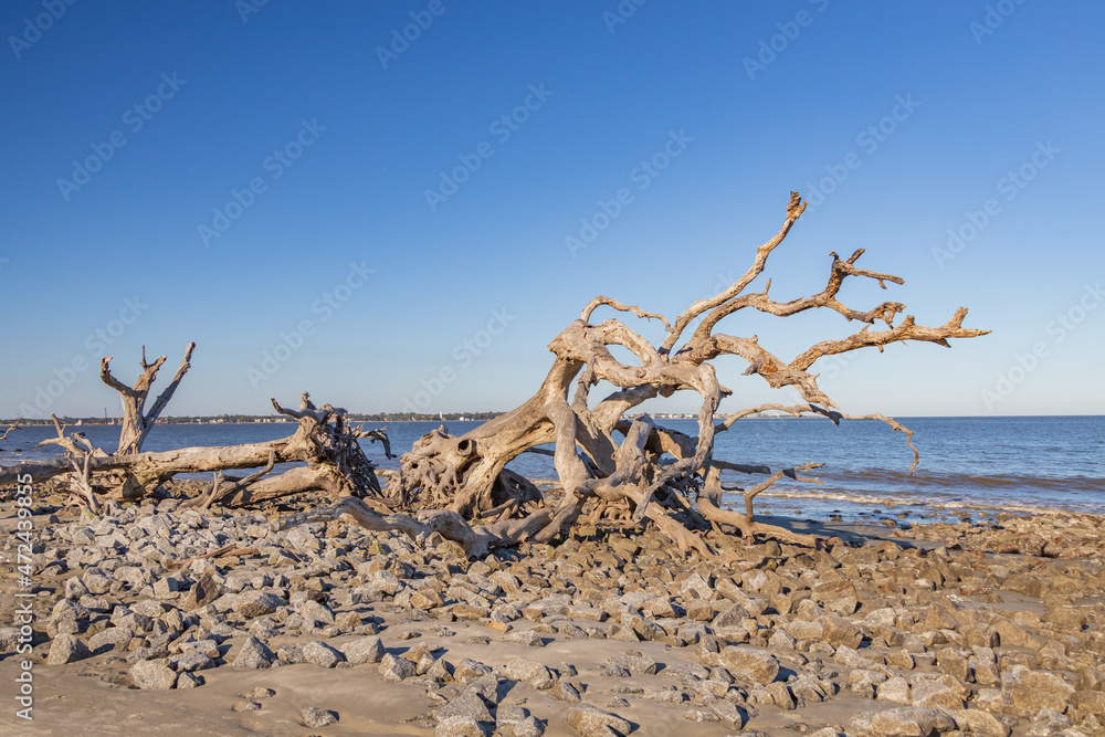 Bare tree and driftwood on the beach