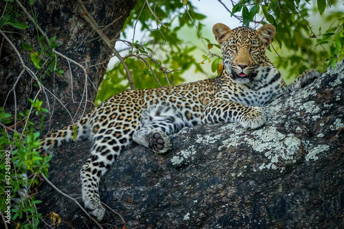 Leopard (Panthera Pardus) female in a African ebony or jackal-berry (Diospyros mespiliformis) tree. South Africa.