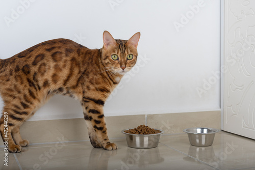Bengal cat stands near a bowl full of dry food.