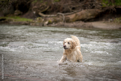 Playful dog jumping in a river. Cute Golden Retriever male swimming in a mountain stream in Beskid Niski, Poland. Selective focus on the animal, blurred background. © juste.dcv