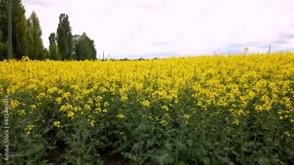 Close up from a drone closeup of a passing canola crop Close up from a drone closeup of a passing canola crop