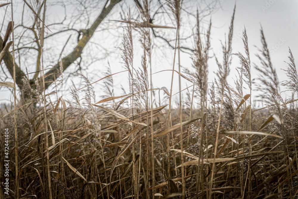 Obraz premium trzcina, drzewo, bagno