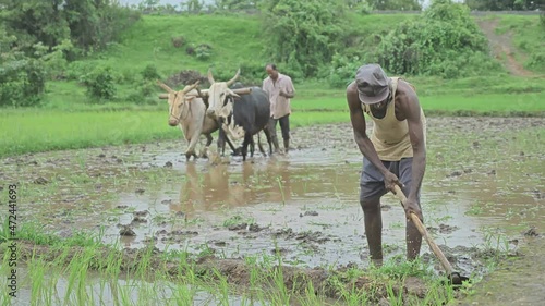 A wide shot of two male farmers is digging and plowing the farmland before transplanting rice seedlings during monsoon season. photo
