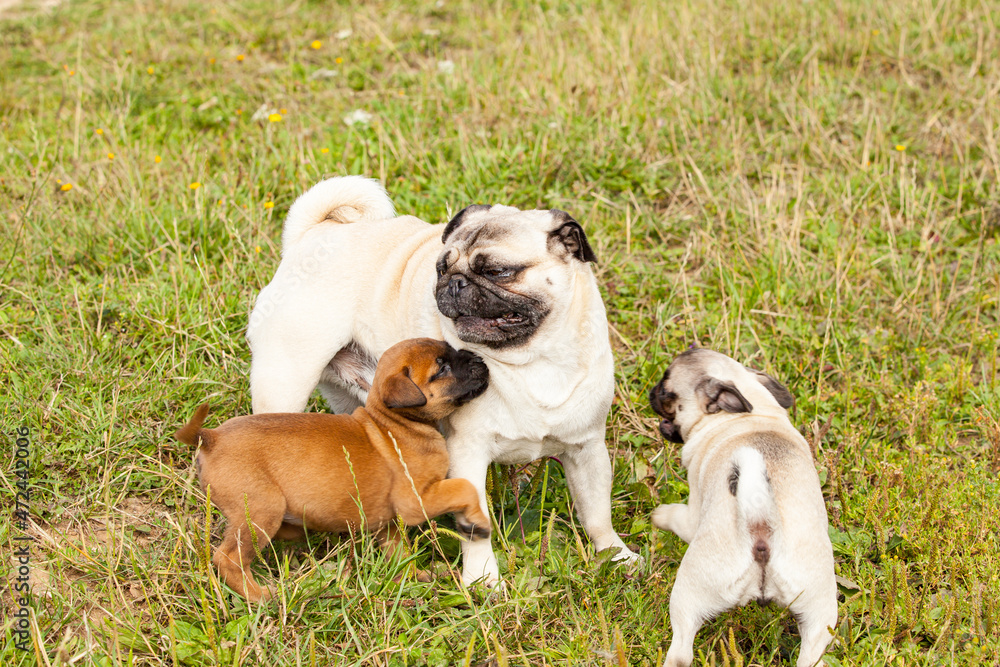 cute bastard malinois puppy and bullmastiff playing with pug puppy cute bastard malinois puppy and bullmastiff playing with pug puppy