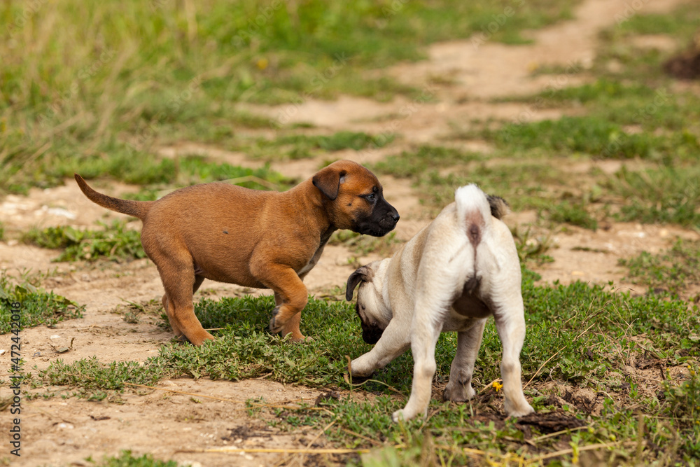 cute bastard malinois puppy and bullmastiff playing with pug puppy