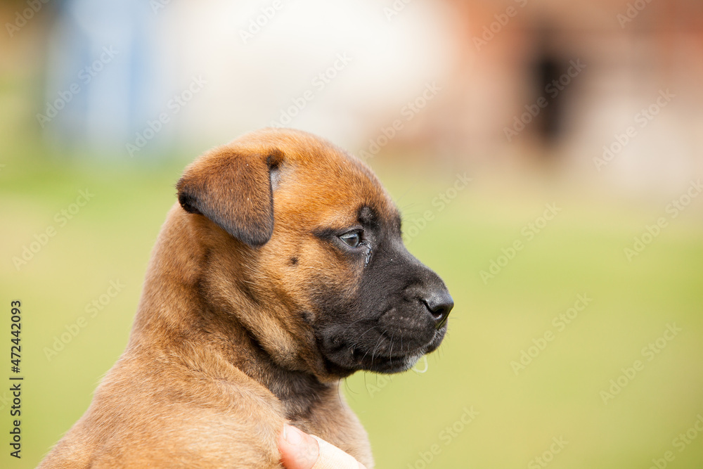 adorable puppy bastard of malinois and bullmastiff in the hands of his mistress adorable puppy bastard of malinois and bullmastiff in the hands of his mistress