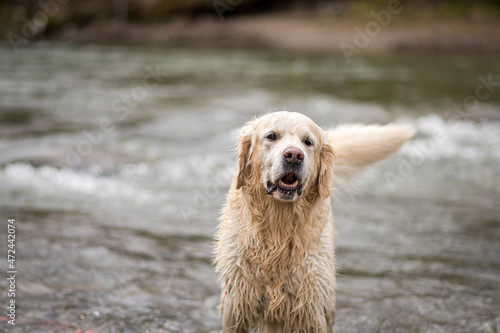 Wet Retriever standing in a river. Funny expression of a cute large dog. Mountain river view on a spring morning. Selective focus on the animal, blurred background. © juste.dcv