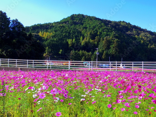 一面のコスモス畑(愛媛県宇和島市三間町)