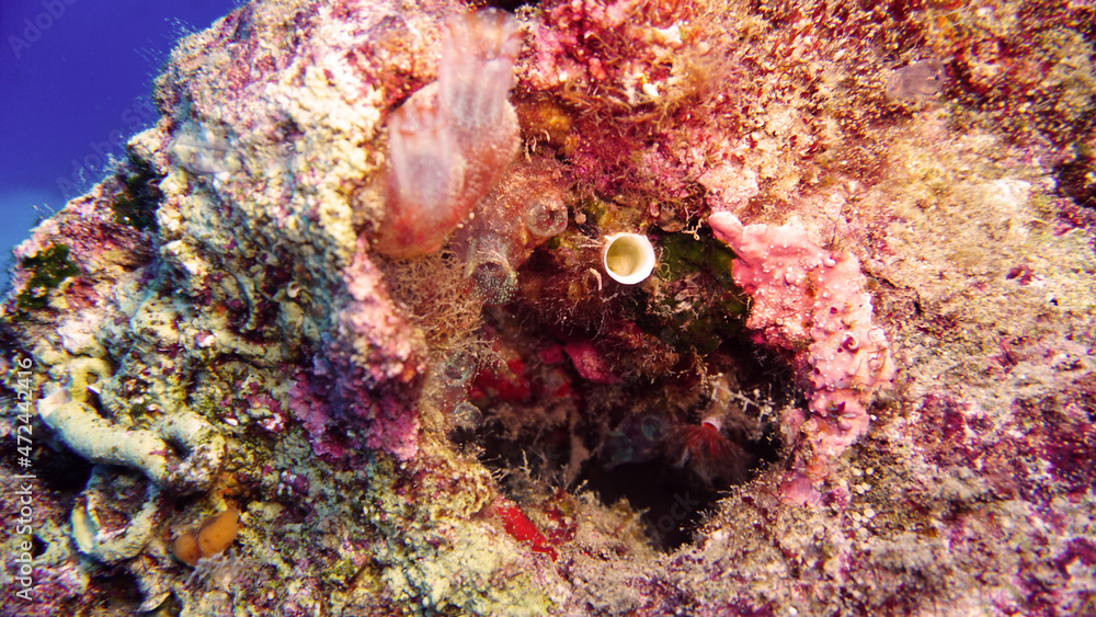 Underwater Scene Coral Reef, Tranquil underwater scene as a background