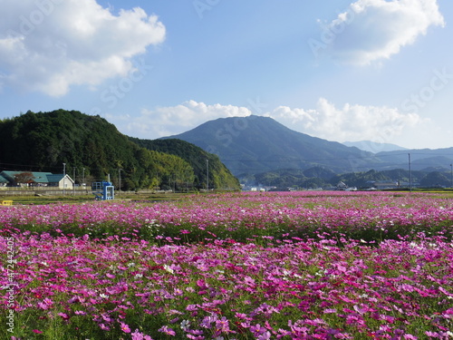 一面のコスモス畑（愛媛県宇和島市三間町）