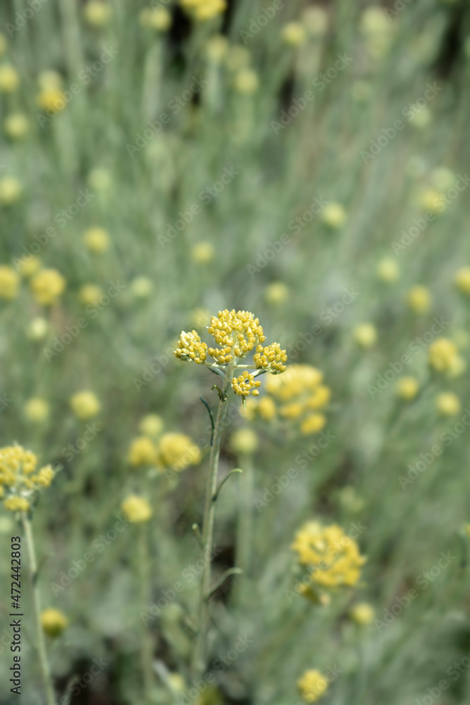Fototapeta premium Italian everlasting flowers