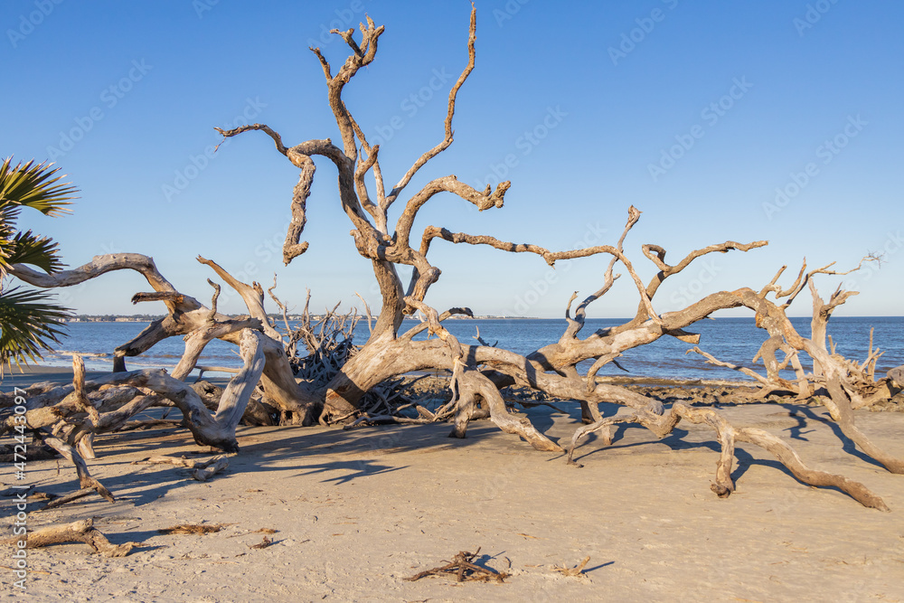Bare tree and driftwood on the beach