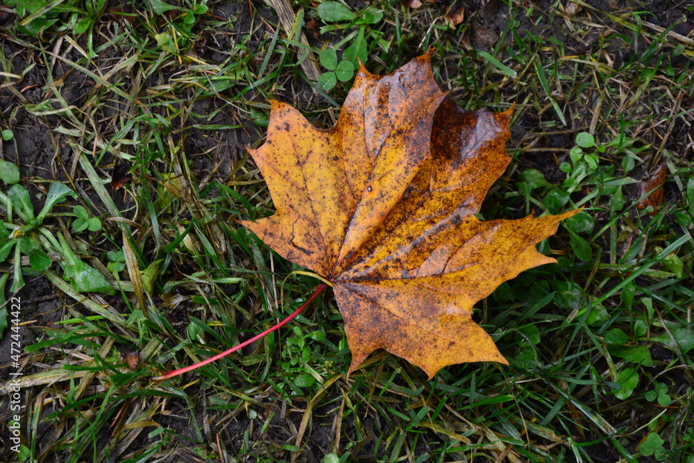 autumnal colored maple leaf on grass autumnal colored maple leaf on grass