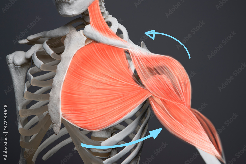 Shoulder and chest muscle, human arm muscle anatomy Stock Illustration