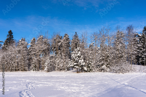 Winter northern landscape. Amazing panoramic view of forest woods covered with thick white snow. Trees firs pines in sunny morning after snowfall. December January Christmas fairy tale. © GenоМ.