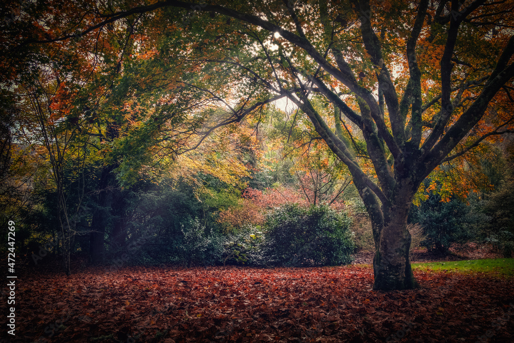 autumn wood Cornwall England uk 