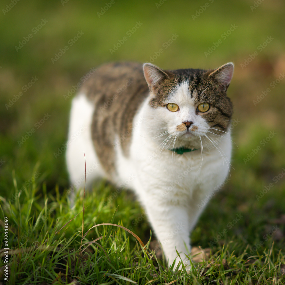 Lovely big tricolor cat in collar walk on the green grass in spring garden.