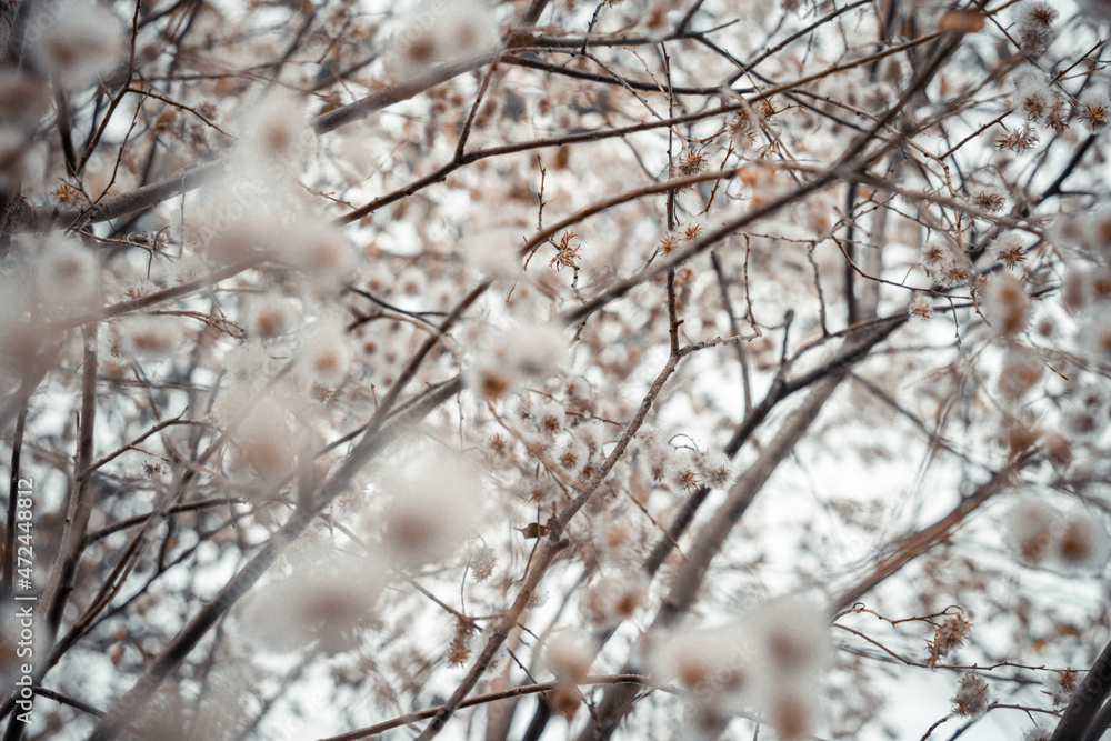 tree branches with fluffy flowers tree branches with fluffy flowers