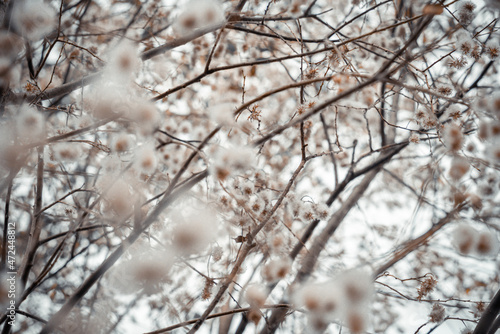 tree branches with fluffy flowers