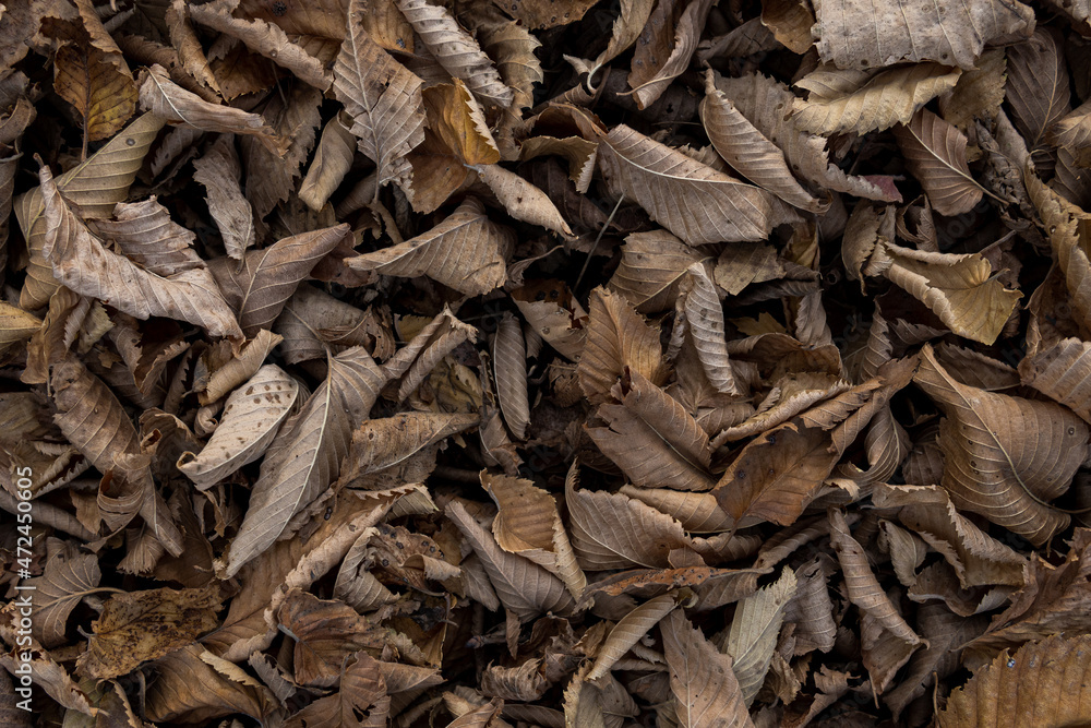 Background macro autumn dry yellow rustling leaves twisted lying underfoot Background macro autumn dry yellow rustling leaves twisted lying underfoot