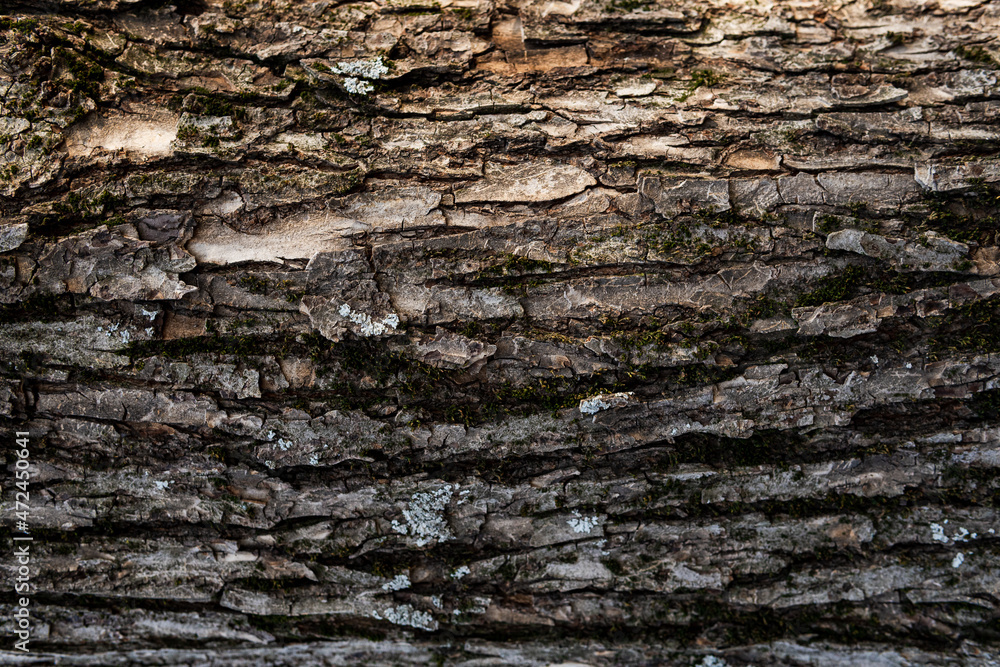 exture of tree bark, aged wood, chips, cracks, moss, photophone for screensaver and print exture of tree bark, aged wood, chips, cracks, moss, photophone for screensaver and print