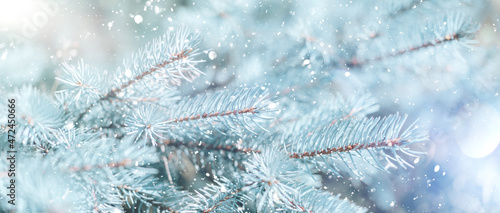 Snowy branch of Christmas tree on background of falling snow