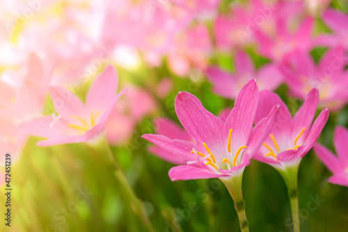 Beautiful pink Rain lily field, Zephyranthes grandiflora, Selective focus. 