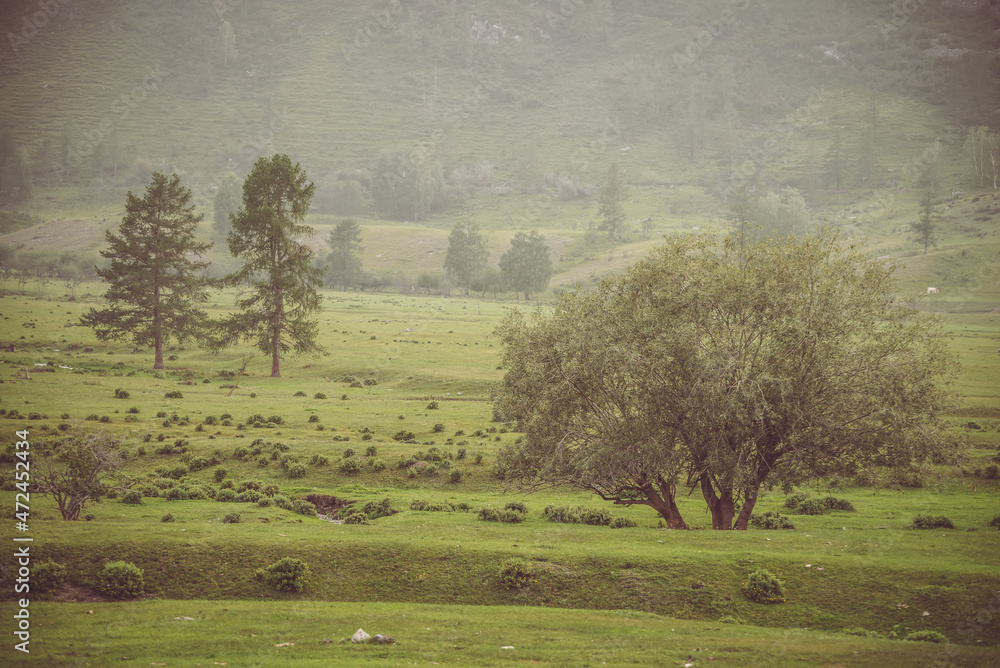 Fototapeta premium Green alpine scenery with beautiful willow tree with view to high mountain wall with trees. Vintage mountain landscape with willow tree among green vegetations on background of mountainside in mist.
