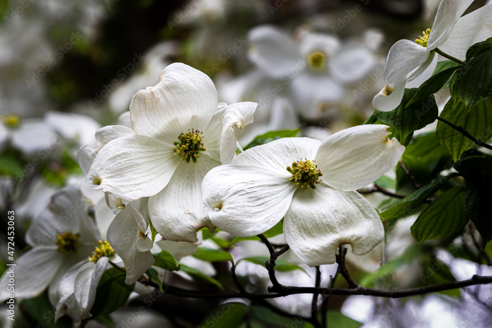 Closeup of a pair of blossoms on Flowering Dogwood Tree (Cornus florida) at Missouri Botanical Garden. Green leaves, more flowers in background.
Closeup of a pair of blossoms on Flowering Dogwood Tree (Cornus florida) at Missouri Botanical Garden. Green leaves, more flowers in background.