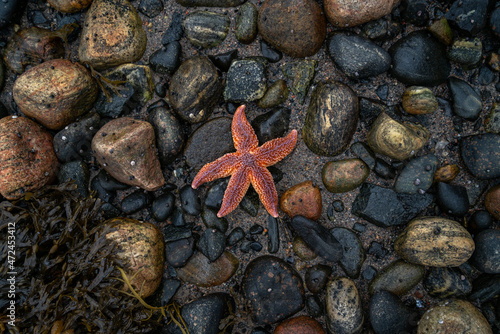 the starfish lies on the rocks, the tide of the ocean