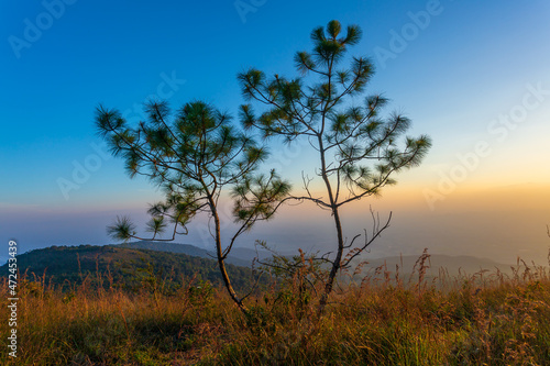 Kesiya pine forest in morning sunrise time