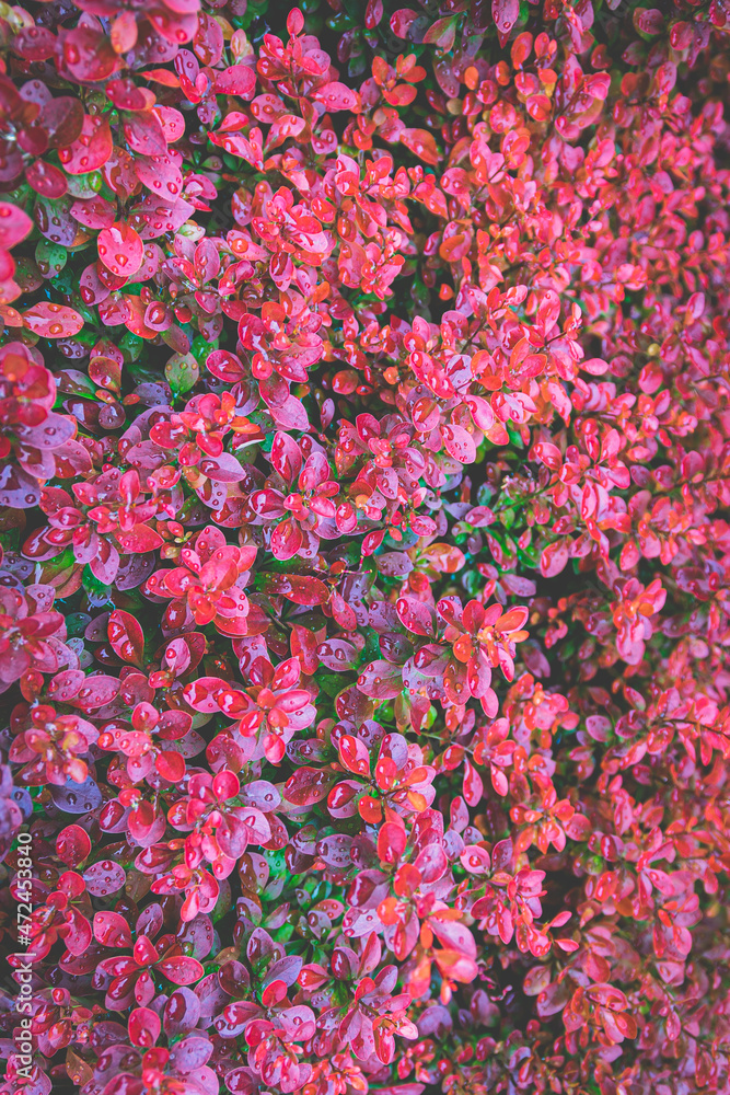 background of flowers background of flowers