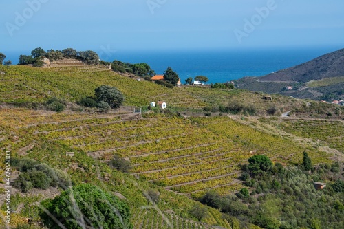Vineyard landscape near Collioure, Pyrenees Orientales, Roussillon, Vermilion coast, France photo