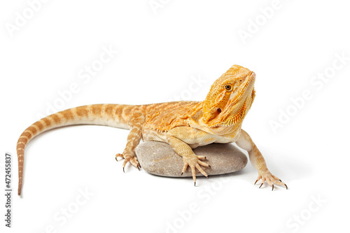 yellow agama lizard isolated on a white background