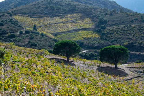 Vineyard landscape near Collioure, Pyrenees Orientales, Roussillon, Vermilion coast, France