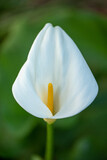 Elegant white Calla Lily/Lilies in the garden in early Spring in Israel
